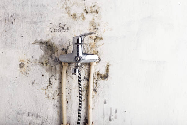 Best Fast Mold Removal  in Union City, NJ