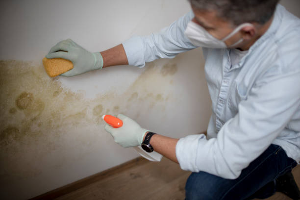 Best Mold Cleaning Services  in Union City, NJ