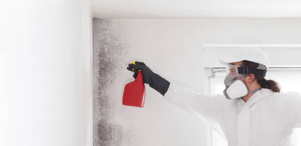 Best Home Mold Removal  in Union City, NJ