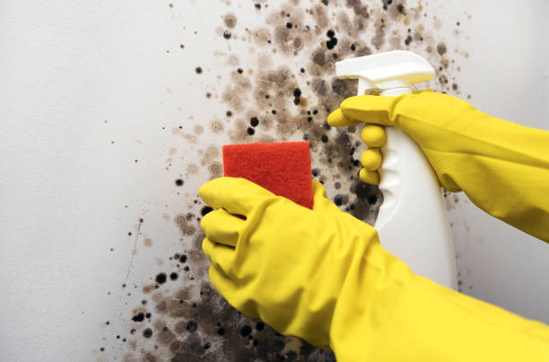 Home Mold Removal in Union City, NJ