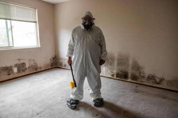 Best Toxic Mold Removal  in Union City, NJ