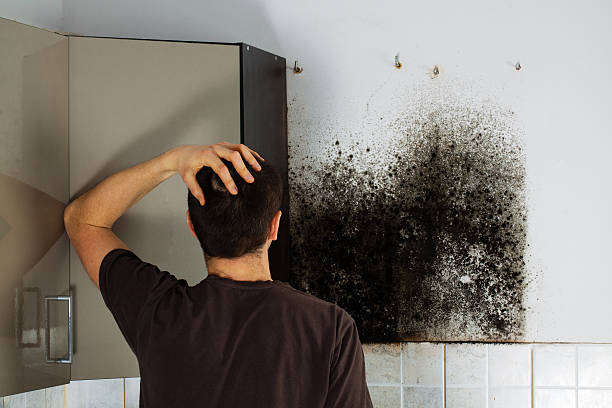 Best Crawl Space Mold Removal  in Union City, NJ