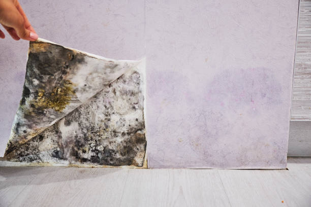 Mold Removal and Inspection in Union City, NJ